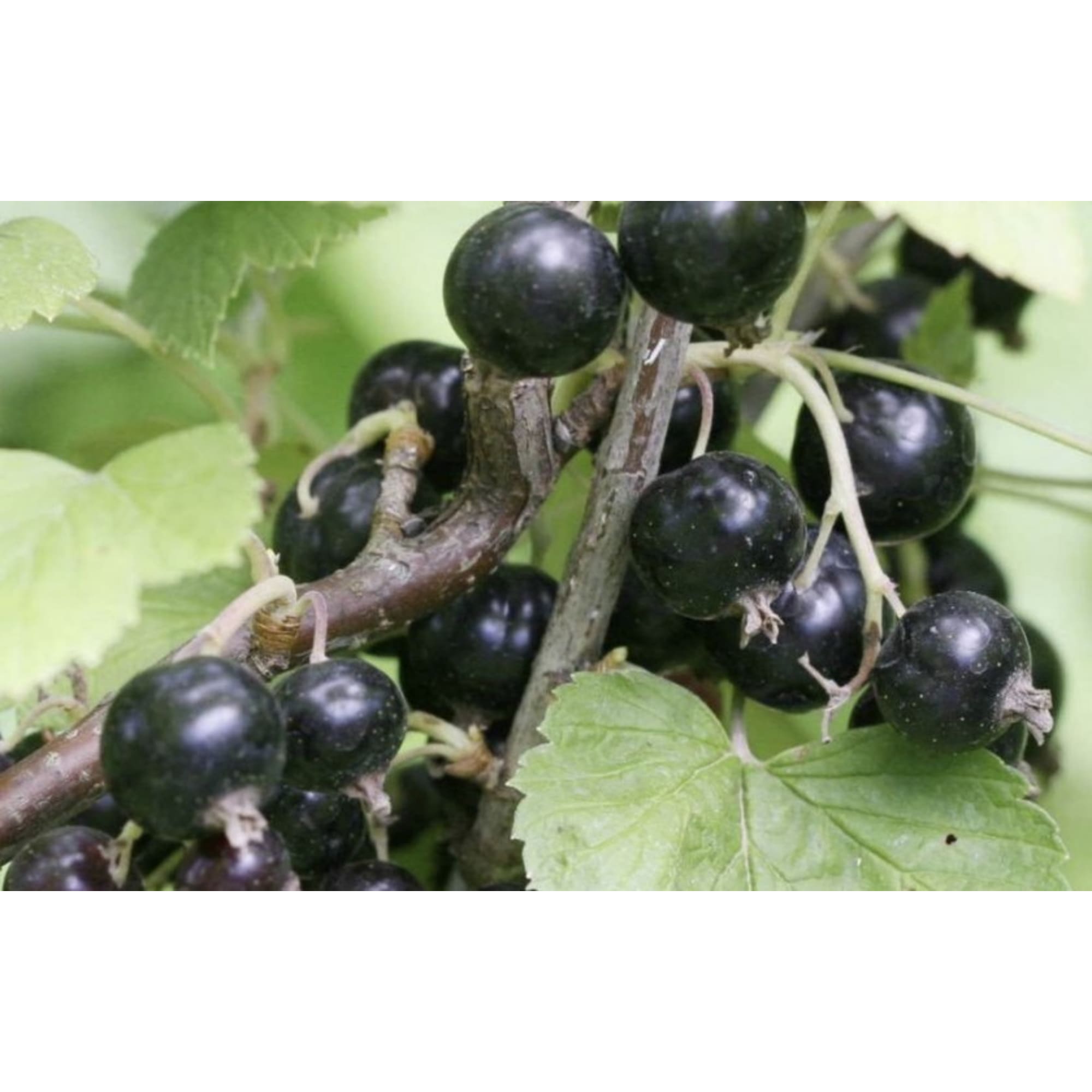 82597121 Смородина чёрная «Загадка» C2 высота 40 см Santreyd  - Вид №2