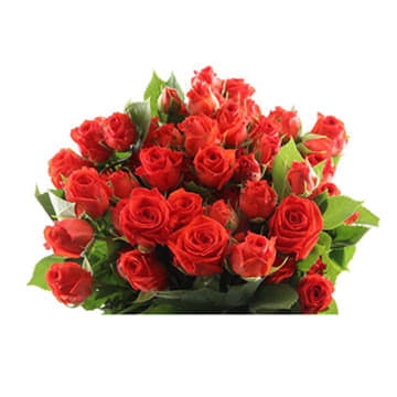 Роза тр эрс энд файер 70 см Santreyd 24696