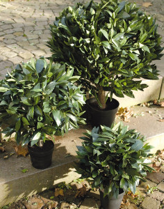 5045 883 a3 Искусственный лавровый шар, 462 листа, в горшке, 50 см, зеленый H-andreas