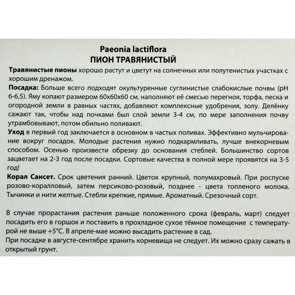 Пионы травянистые «Корал Сансет», 1 шт. 82118747 STLM-2086004 Santreyd  - Вид №2