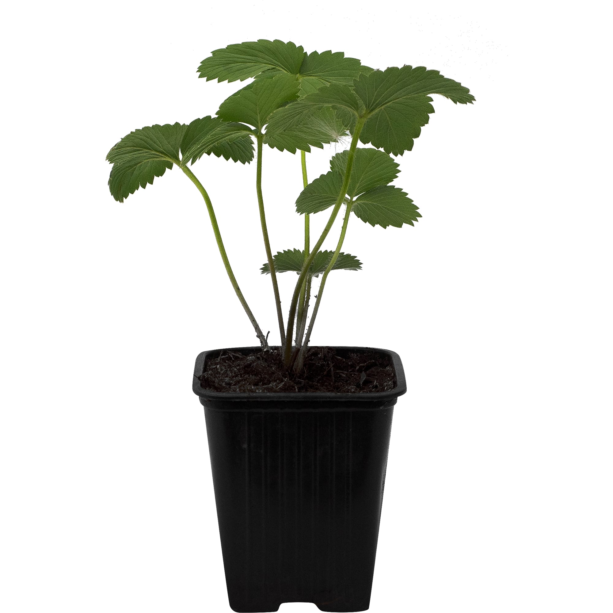 81954887 Земляника садовая «Зенга Зенгана Р9» Santreyd  - Вид №2