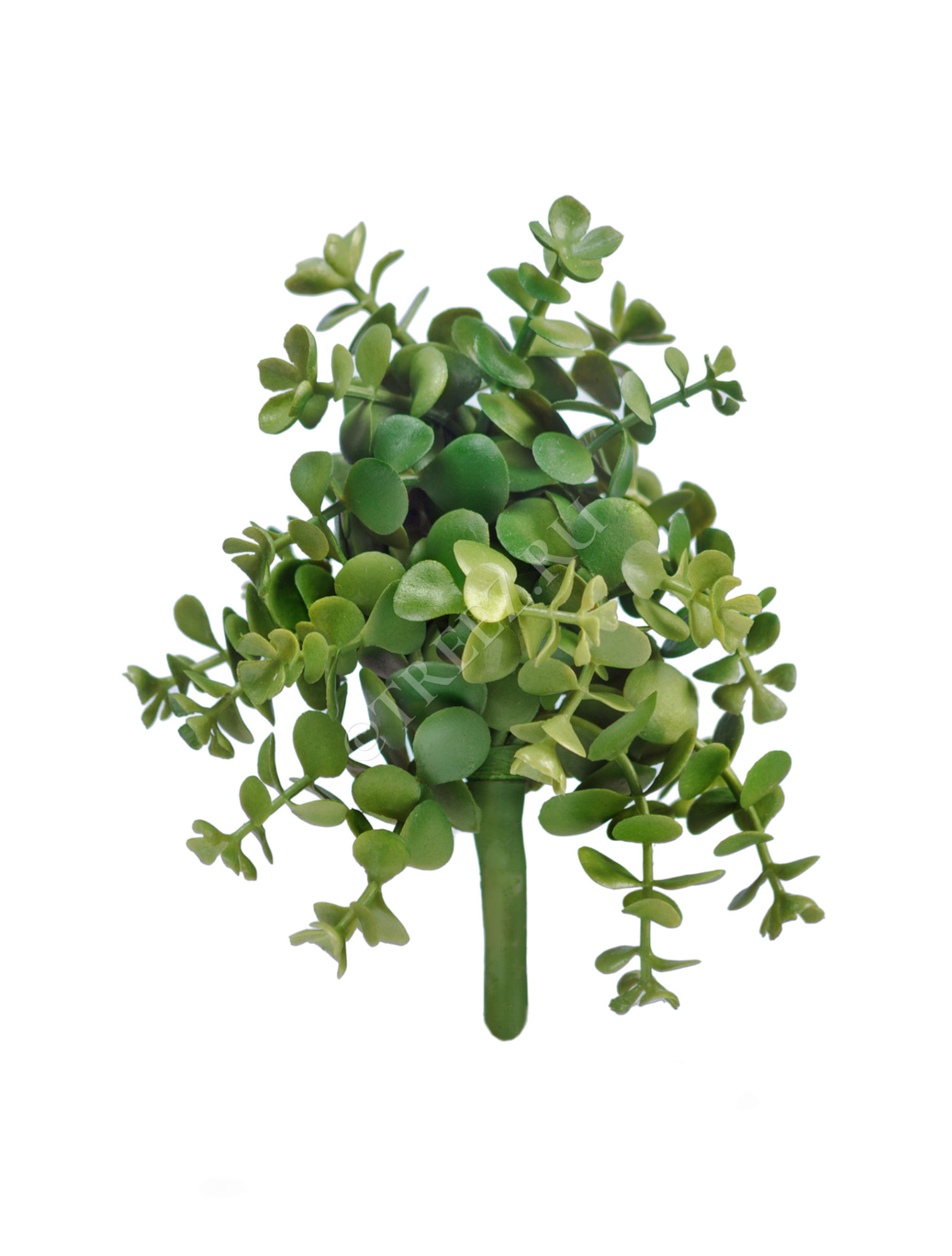 30.0613119 Мини-суккулент Крассула Цветочная коллекция 