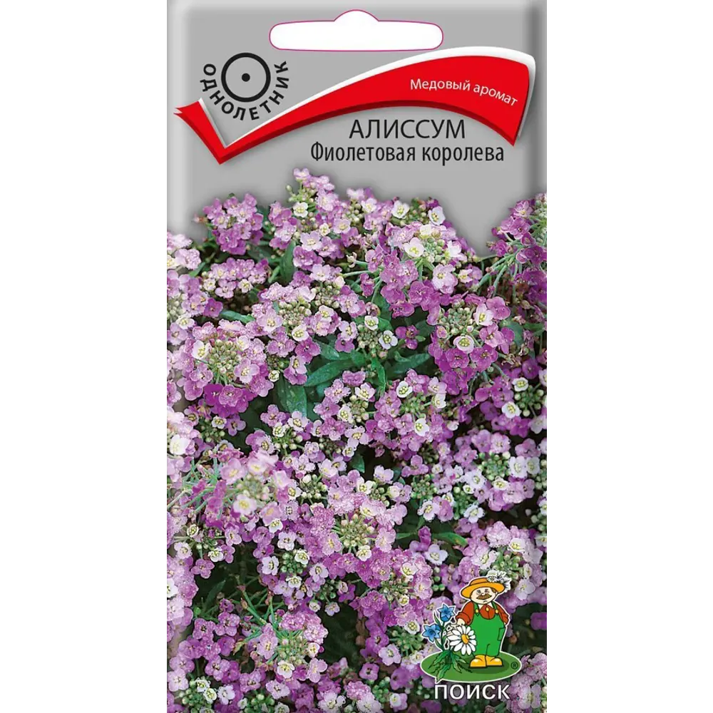 Семена цветов Поиск алиссум Фиолетовая королева STLM-2010192