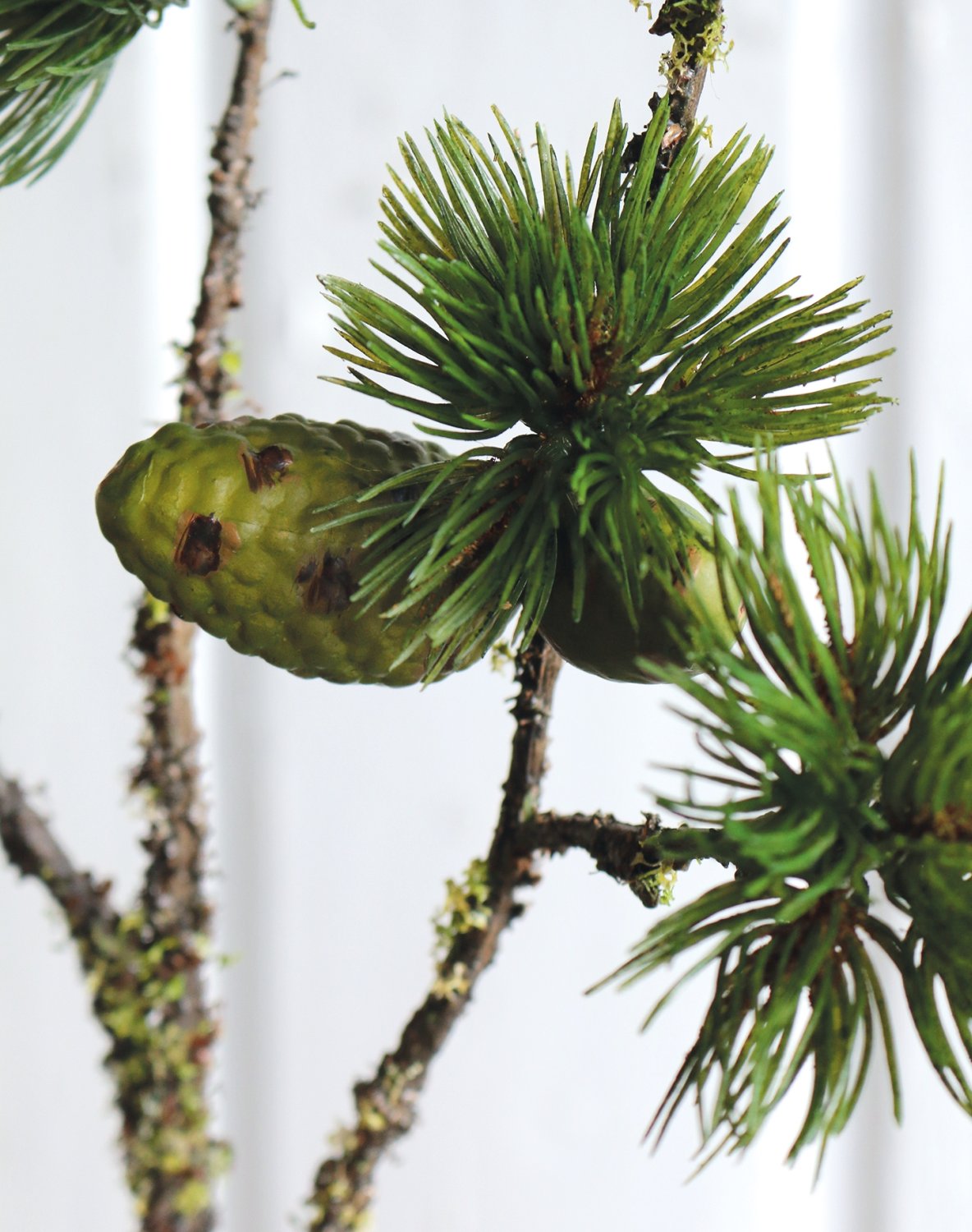 1790 883 a3 Лиственница ложная кустовая с шишками, 84 см, зеленая H-andreas  - Вид №1