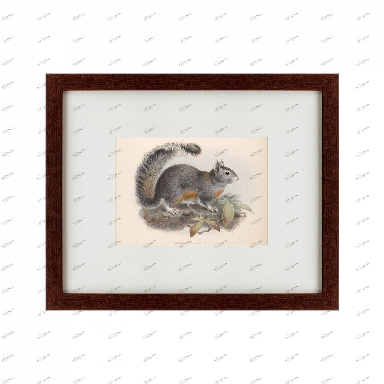 Картина: The Squirrel, 1879 КАРТИНЫ В КВАРТИРУ  135711 Разноцветный 
