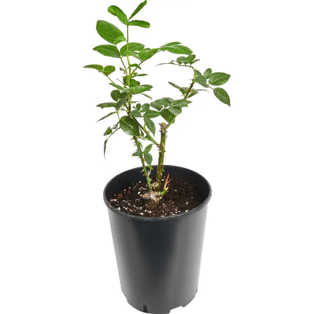 Роза чайно-гибридная Сатин ø18 h20 см 89465486 STLM-2023673 PLANTMARKET  - Вид №1