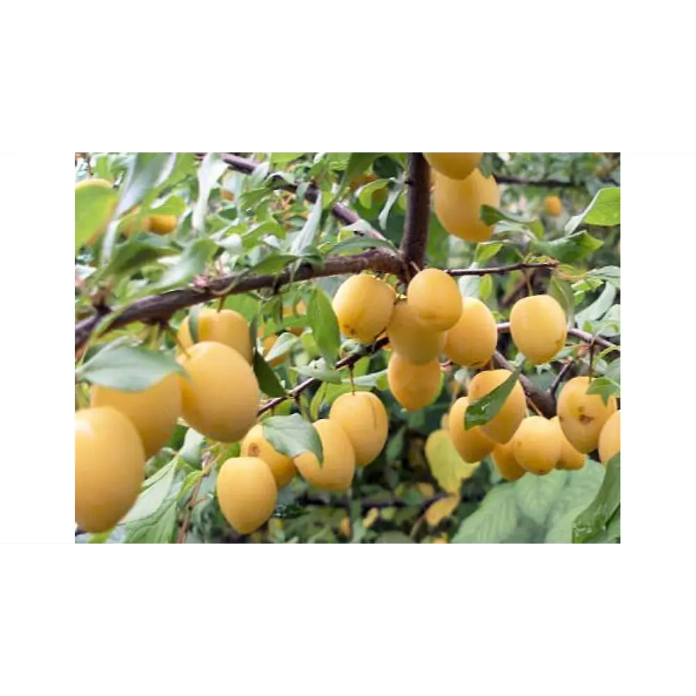 Слива Утро ø22 h125 см 87691168 STLM-2009286 PLANTMARKET 