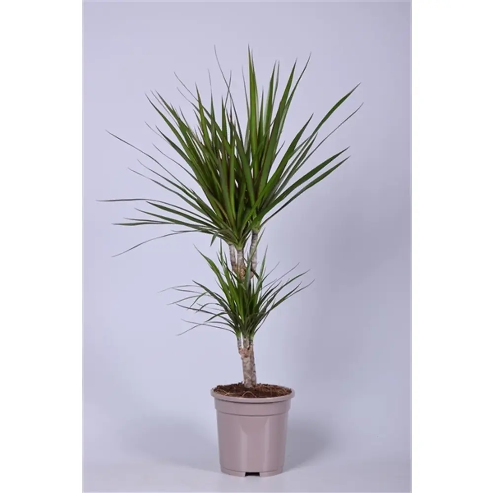 Santreyd Драцена маргината — элегантное комнатное растение с воздухоочищающими свойствами 82578921 STLM-0030479 - Вид №1