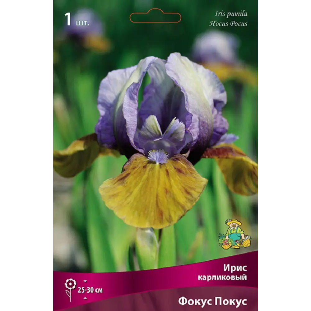 Ирис карликовый Фокус Покус - корневище многолетнего растения 89433508 ПОИСК STLM-1582389 - Вид №1