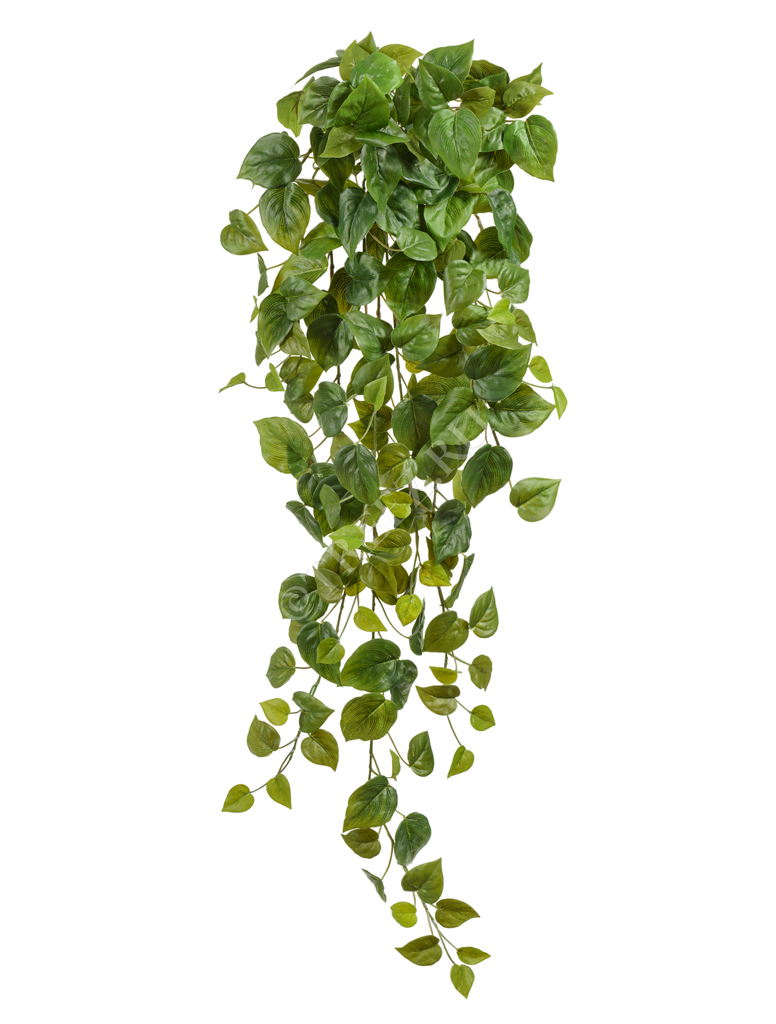 20.05200265N-L Филодендрон Сканденс ампельный Цветочная коллекция  - Вид №2