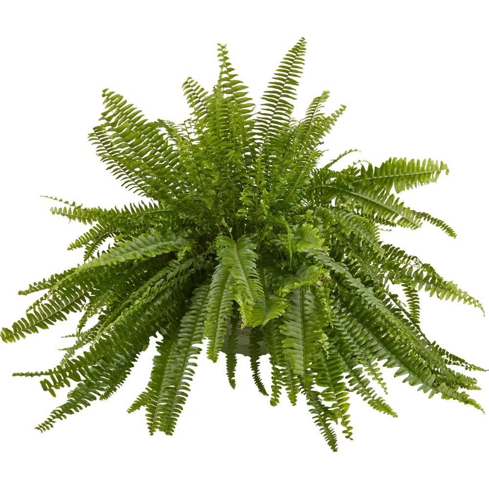 Santreyd Нефролепис Соната — природный очиститель воздуха для интерьера 12500803 STLM-0956130