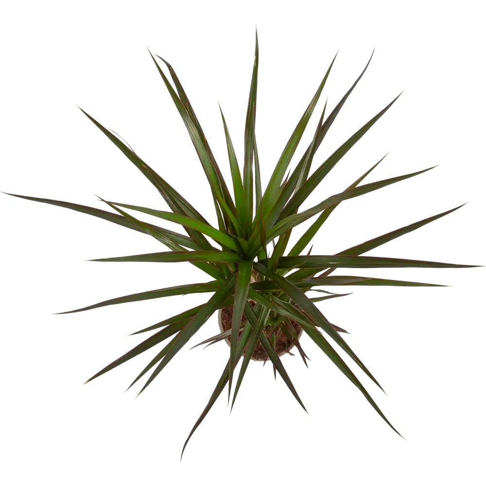 Santreyd Драцена маргината трехствольная с краснокаемыми листьями 82578923 STLM-1432168 - Вид №1