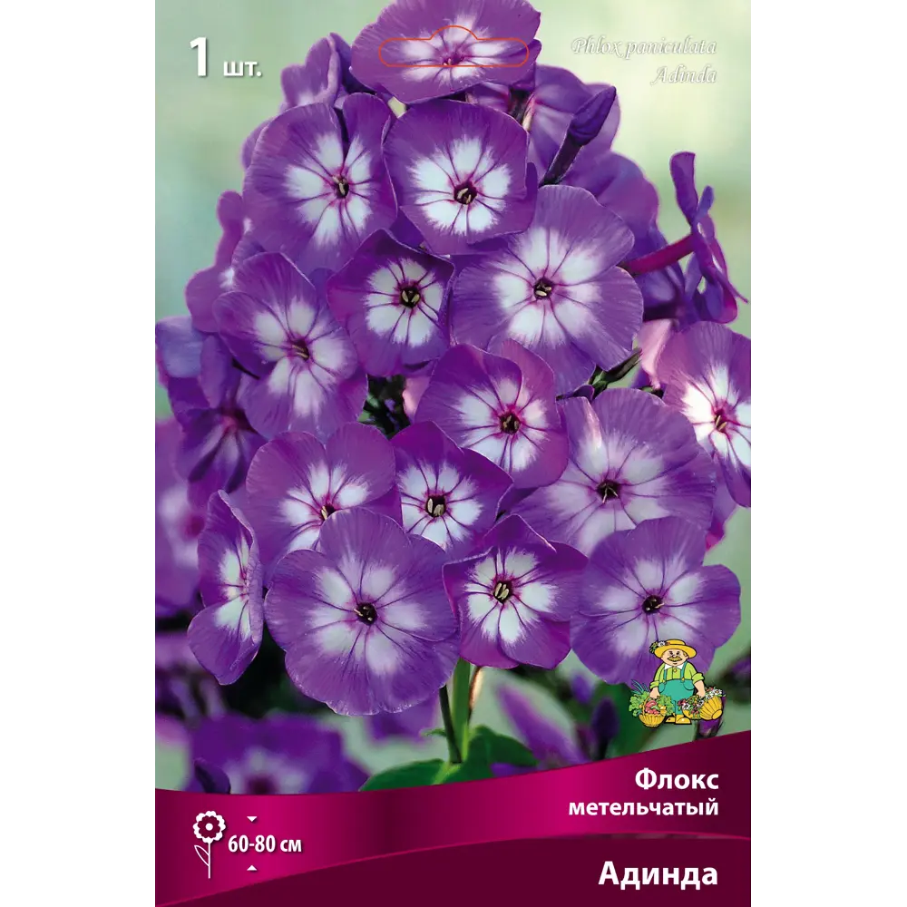 Флокс метельчатый Адинда ПОИСК STLM-2010456