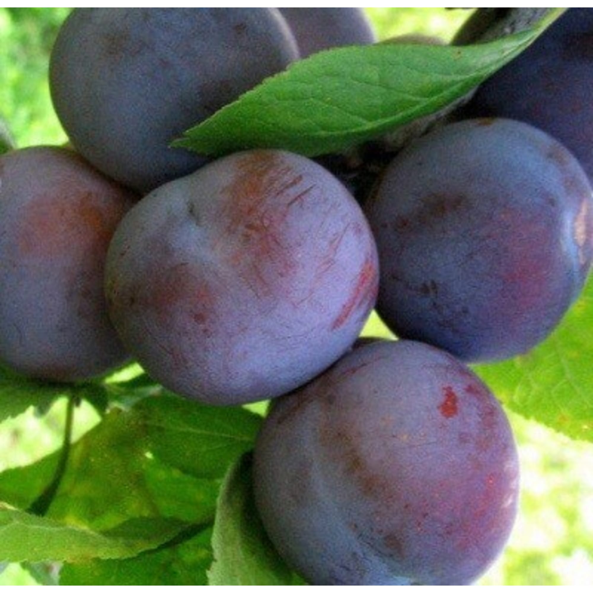 82597140 Слива «Ренклод Советский» C7 высота 180 см Santreyd  - Вид №2