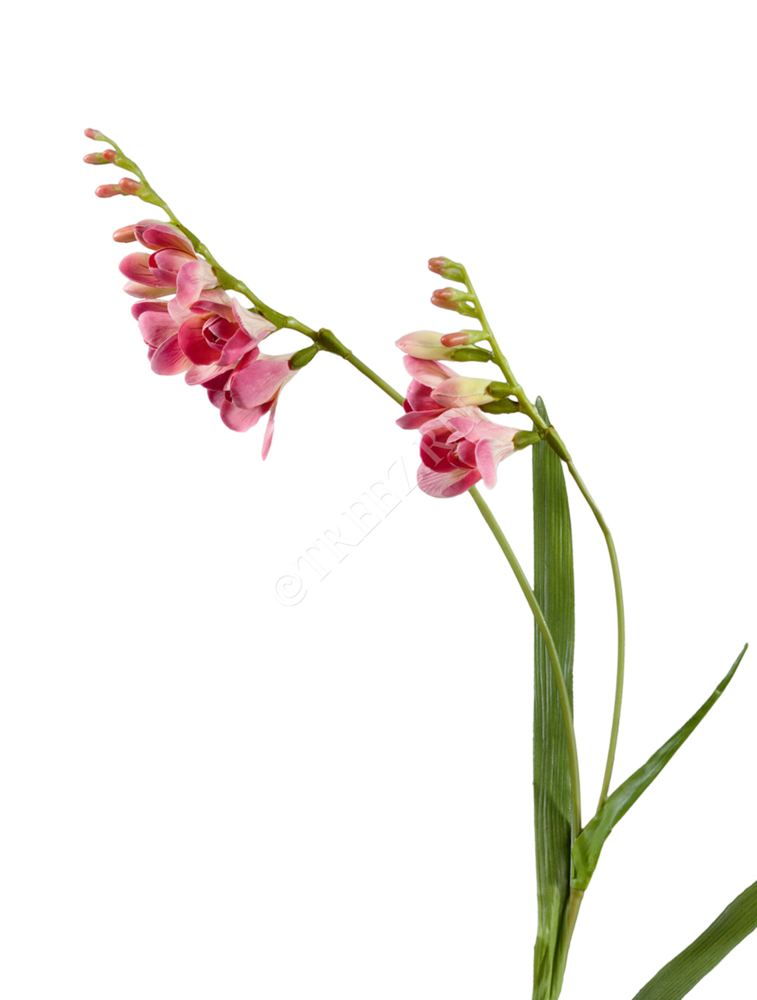 30.0610045PK Фрезия тёмно-розовая Цветочная коллекция 