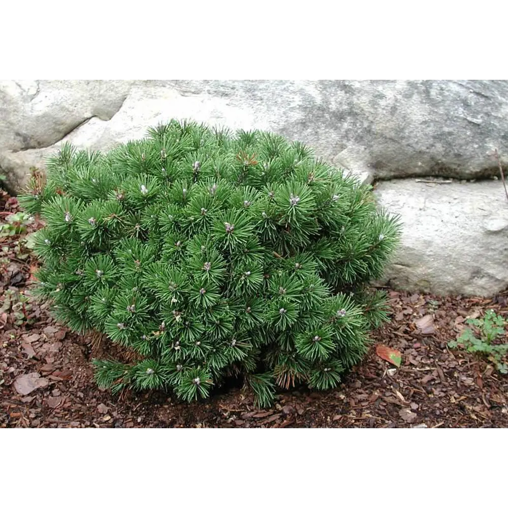 Сосна горная Мугус Santreyd - карликовый хвойный кустарник для ландшафтного дизайна 87718655 STLM-0951216