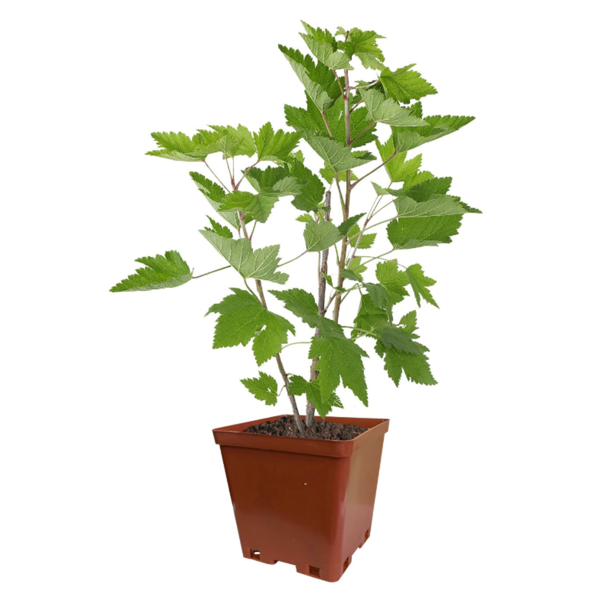 89107300 Смородина черная микс ø19 h40 см Santreyd 