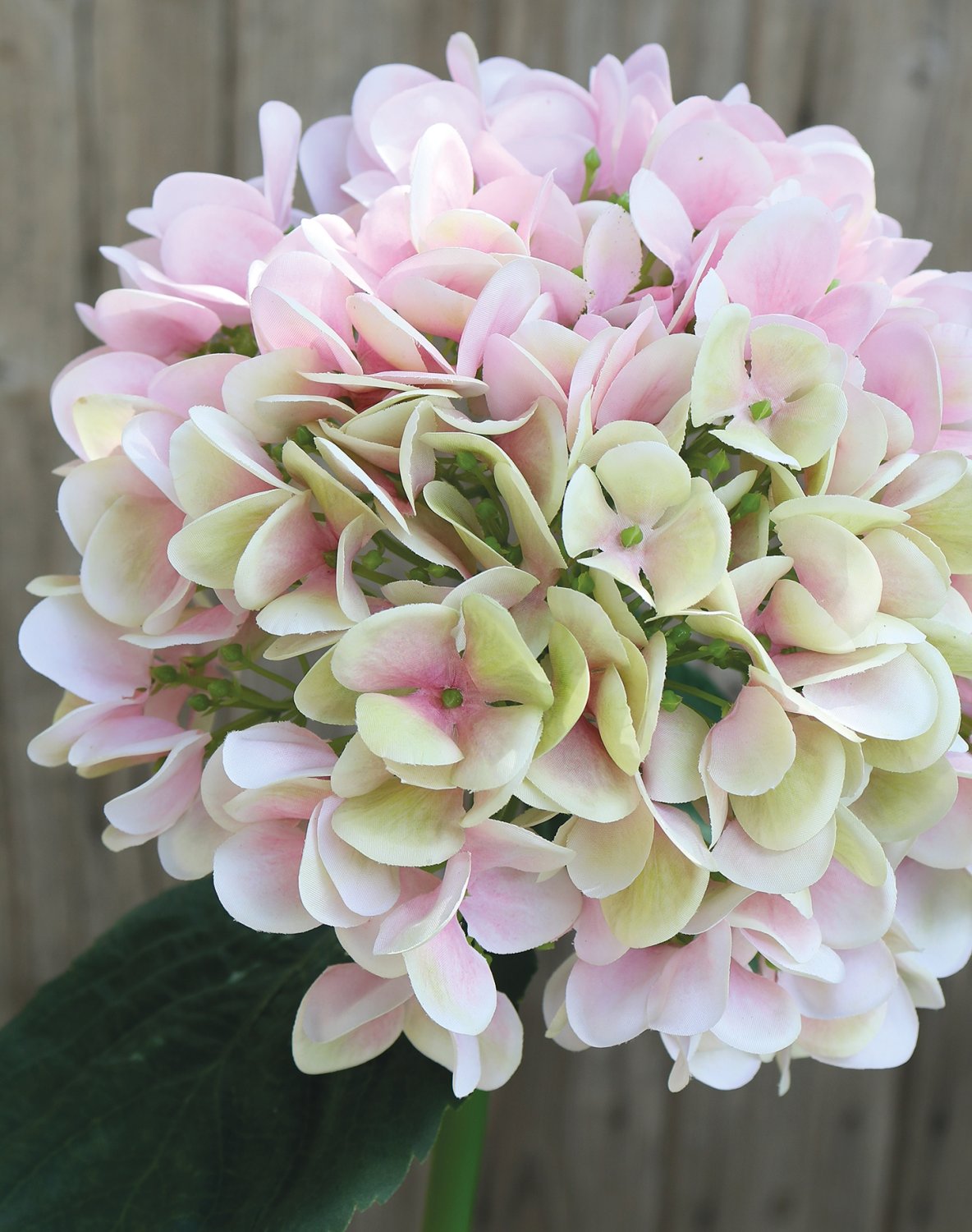 2270 508 a3 Искусственная гортензия, 65 см, розово-зеленая H-andreas  - Вид №2