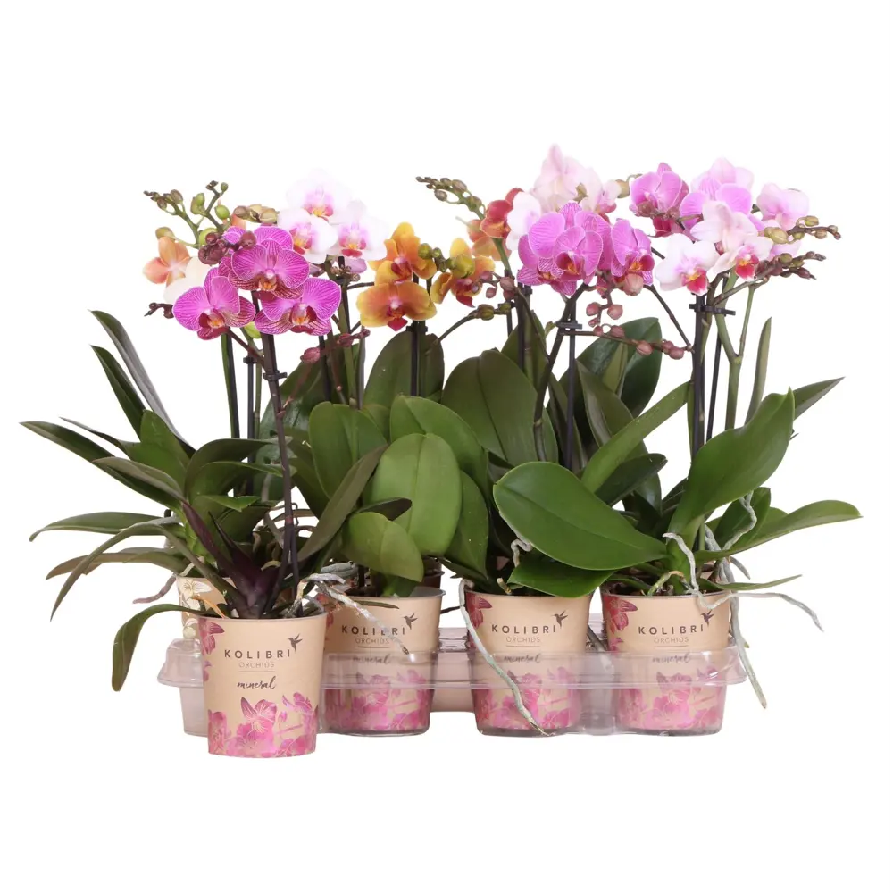 Фаленопсис Мульти микс - цветущая орхидея в горшке ø9 см 89434544 Santreyd STLM-1581733