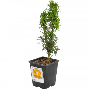 82601682 Тис ягодный «Давид» 9x20 см