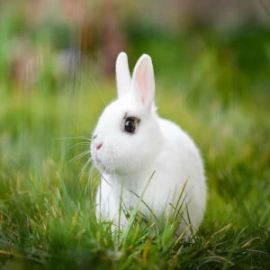 WP01032 Фотообои Verol Фотообои decoline 1х1 м