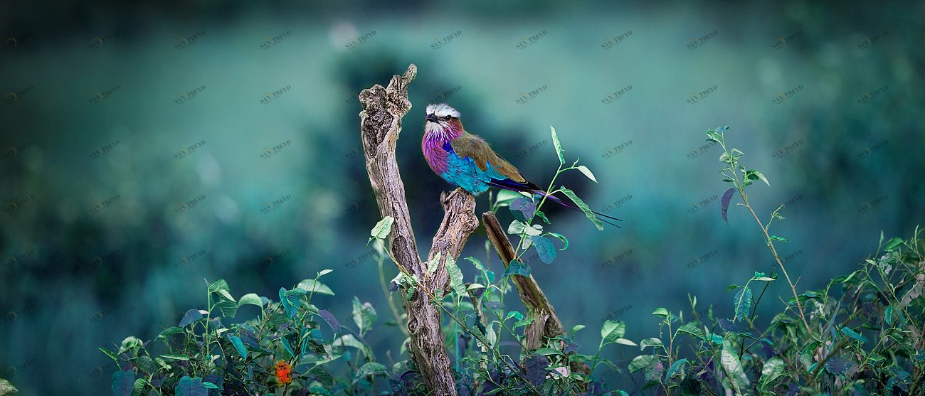 Фотокартина 93х40 см "Сиреневогрудая сизоворонка" PANKOVSKY STUDIO ПЛАСТИФИКАЦИЯ 015930 Голубой;черный 