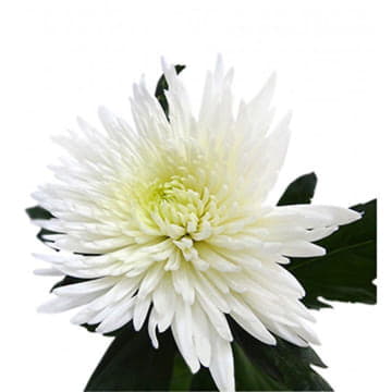Хризантема одноголовая Анастасия белая 70 см Santreyd 26233