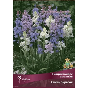 ПОИСК Гиацинтоидес испанский микс - разноцветные колокольчики для сада 88659247