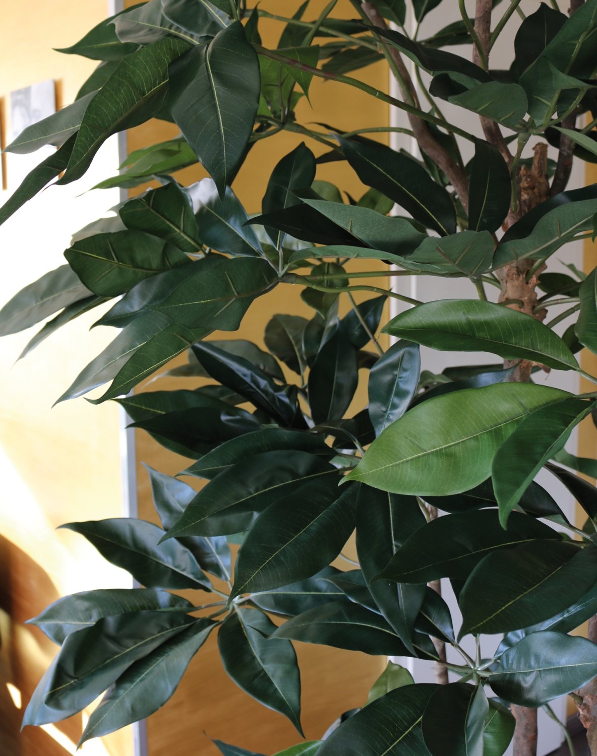 5580 883 a3 Искусственная шефлера, горшок, 165 см, зеленый H-andreas  - Вид №1