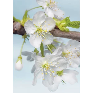 Фотопанно флизелиновое «Blossom» 184х248 см 17832225 STLM-2025883