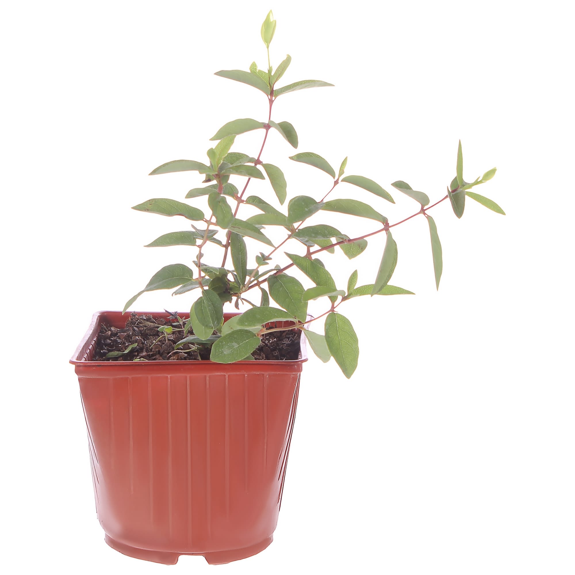 81954919 Жимолость плодовая С3 «Амфора» h50 Santreyd 