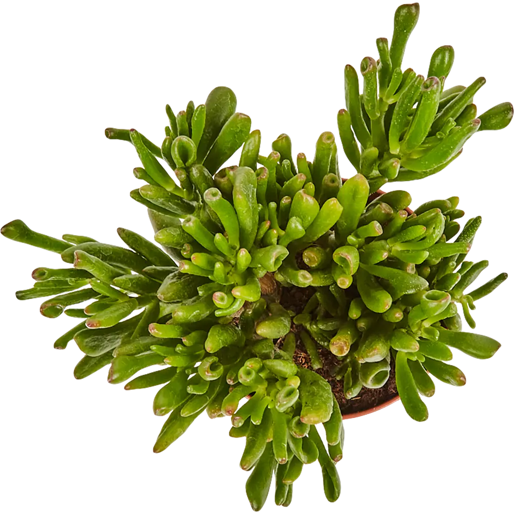 Santreyd Крассула - живой талисман благополучия в вашем интерьере 82914940 STLM-0037928 - Вид №1