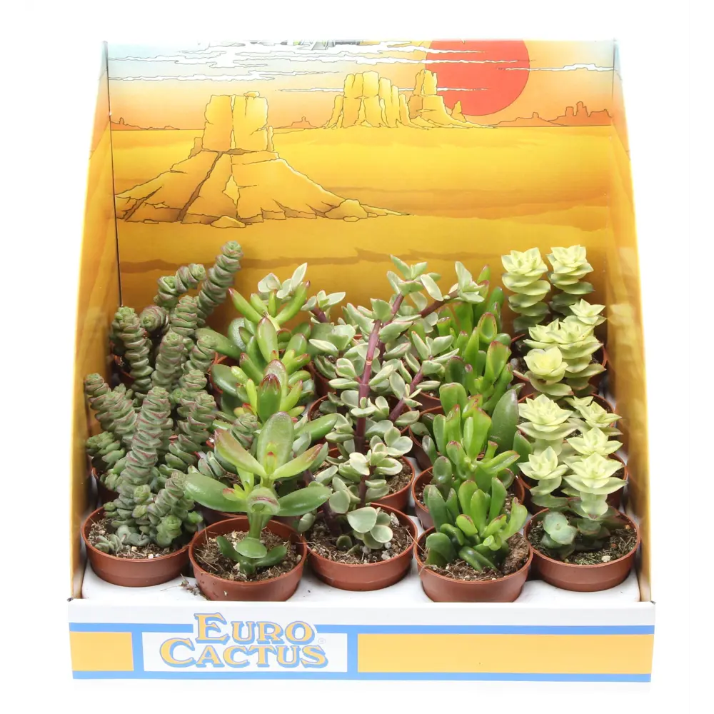 Крассула микс - комнатное декоративно-лиственное растение в горшке ø5.5 см 89434772 Santreyd STLM-1579505