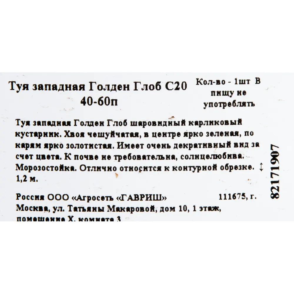 Туя западаная «Голден Глоб» C20 40-60 см 82171907 STLM-2039964 ГАВРИШ  - Вид №1