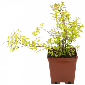 82594831 Спирея «Голден Принцесс» 15x20 см