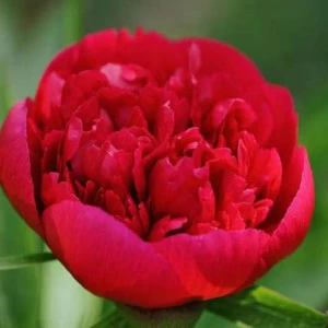 WP01826 Фотообои Verol Фотообои decoline 1х1 м