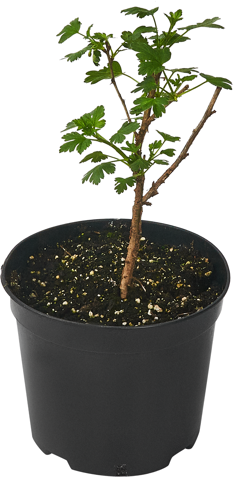 81969352 Крыжовник «Командор» С3-С4 STLM-0016078 PLANTMARKET