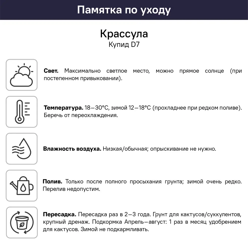 Крассула Купид ø7 h4 см 89447888 STLM-2087448 Santreyd  - Вид №4