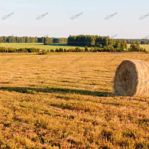 WP01646 Фотообои Verol Фотообои decoline 1х1 м