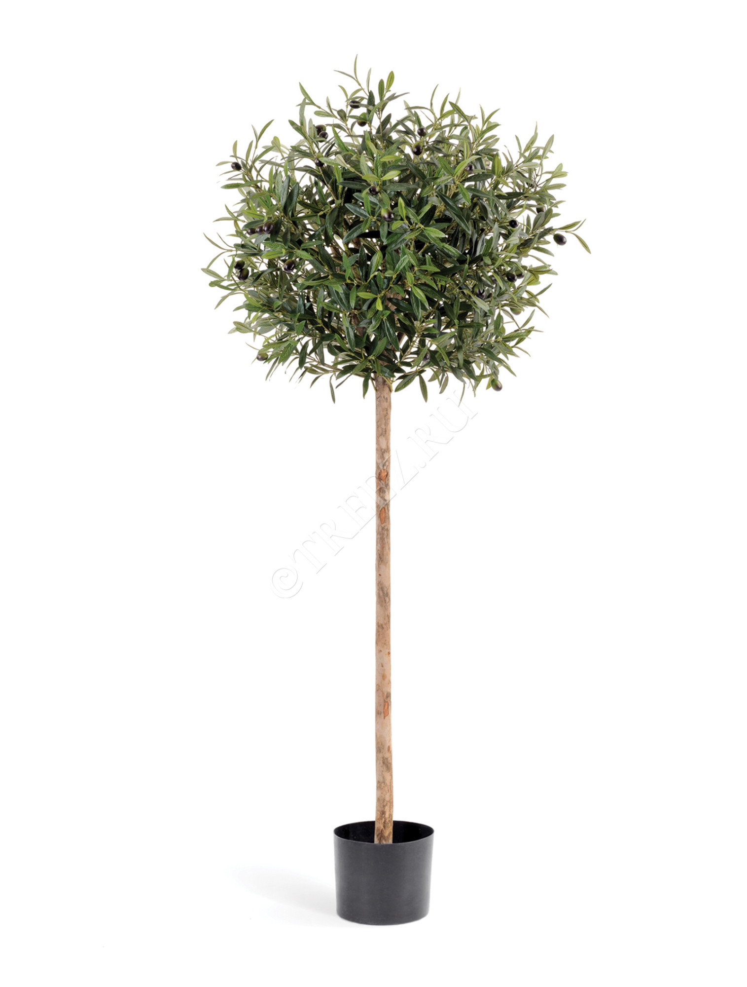 10.27705N Олива Шар на штабме с плодами Цветочная коллекция 