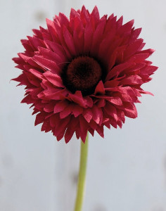 3566 444 a2 Искусственная гербера с флокированным стеблем, 46см, красная H-andreas