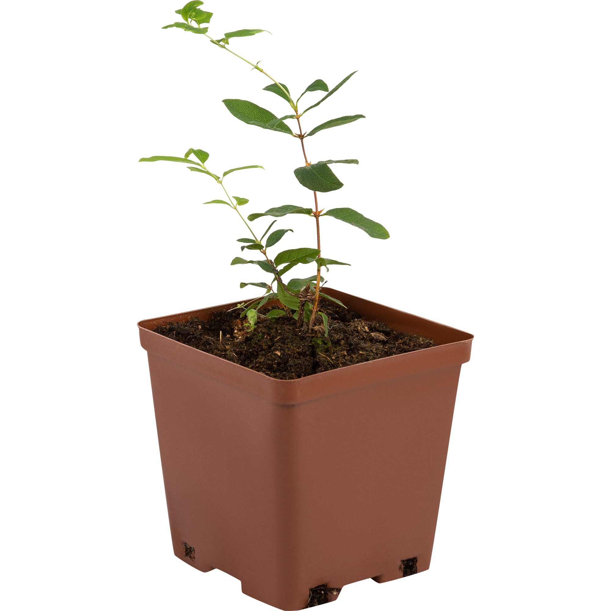 82597083 Жимолость плодовая «Сувенир» C2 высота 50 см Santreyd  - Вид №1