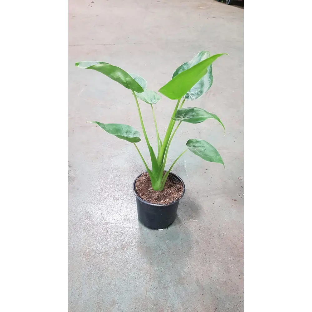 Santreyd Алоказия - экзотическое тропическое растение для интерьера 89351071 STLM-0962773