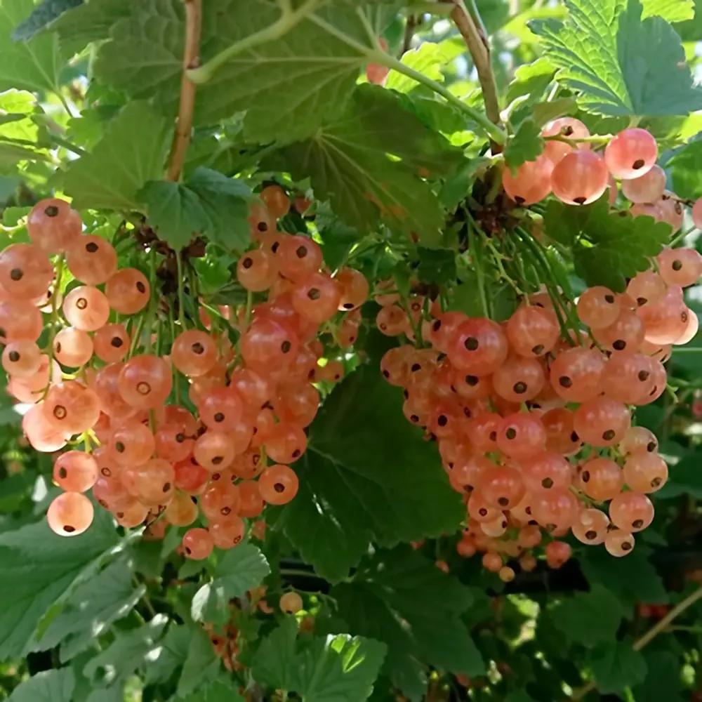 Смородина красная Голландская розовая 89465358 STLM-2072812 PLANTMARKET 