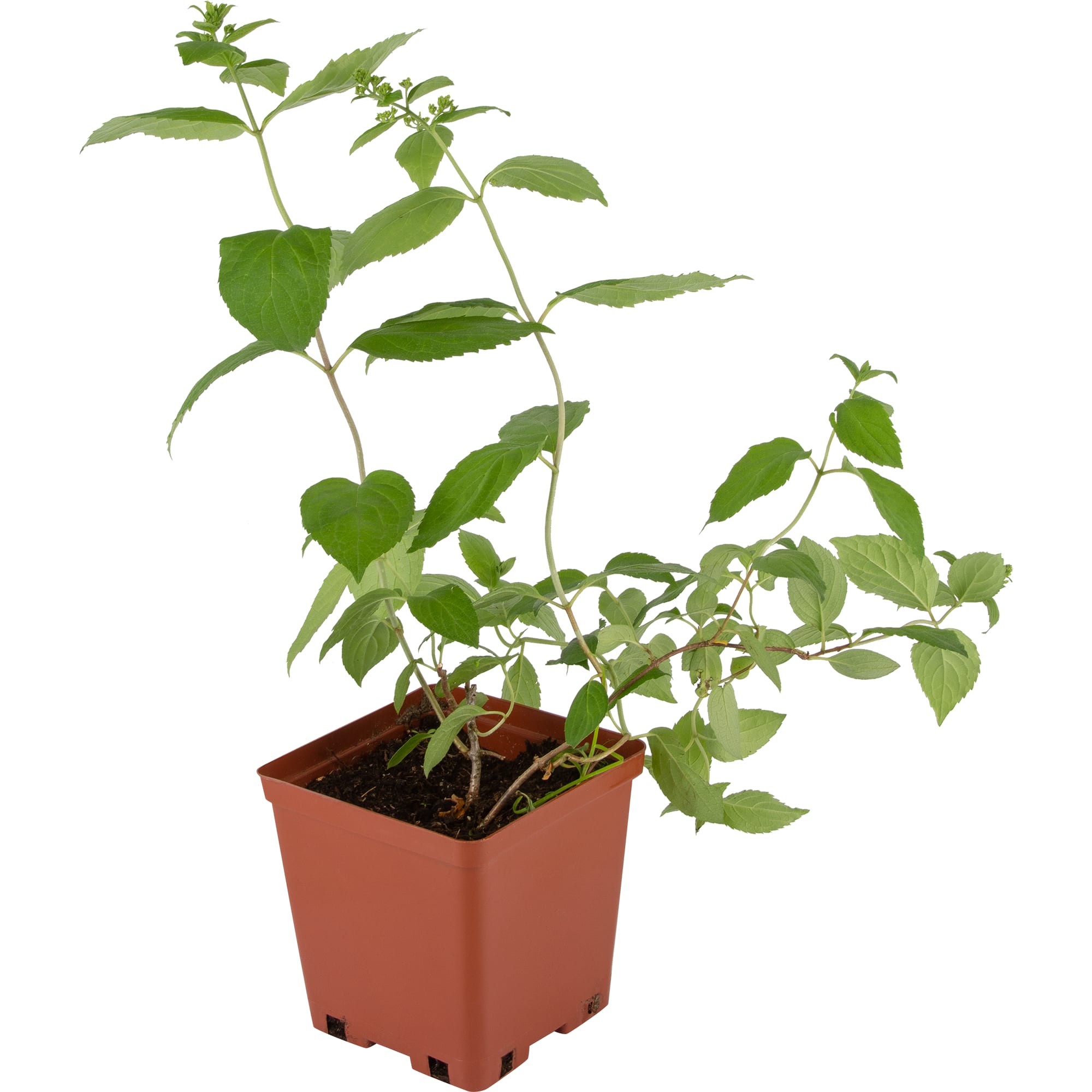 82594838 Гортензия метельчатая «Сандей Фрайз» 15x20 см Santreyd  - Вид №1