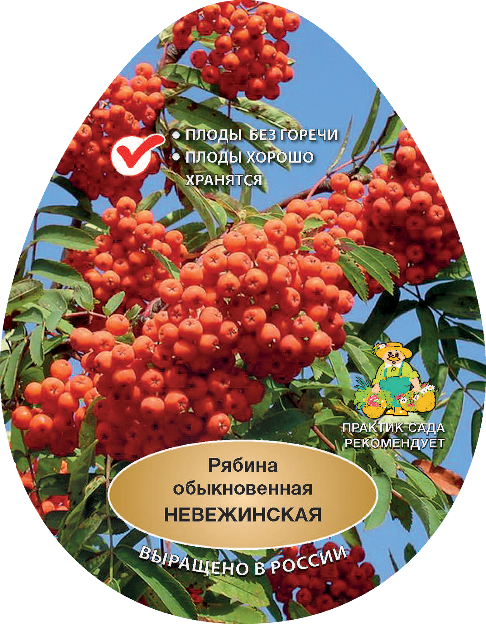 84399302 Рябина обыкновенная Невежинская h200 см в сетке Поиск Инвест STLM-0049193 Santreyd
