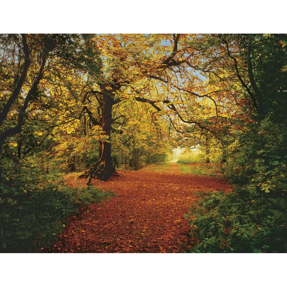 Фотопанно бумажное «Autumn Forest», 388х270 см 17831986 STLM-2100768 Komar 
