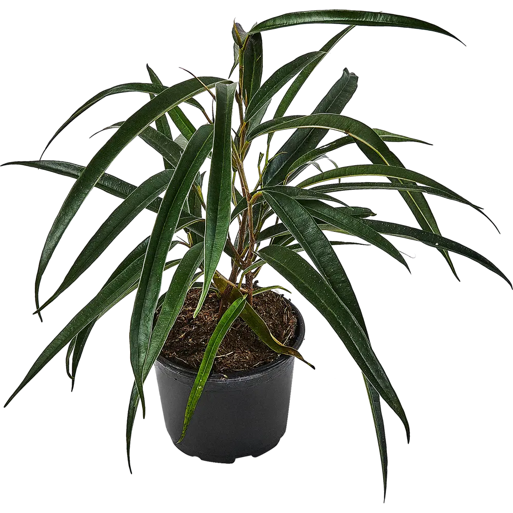 Фикус Эластика Мелани Santreyd — изящное комнатное растение в горшке 89351065 STLM-0955832 - Вид №1