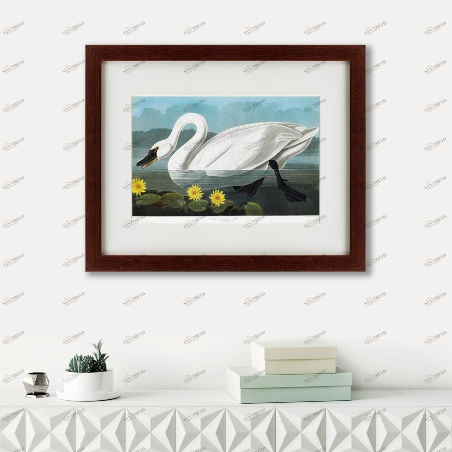Картина: Common American Swan, 1838 КАРТИНЫ В КВАРТИРУ  191722 Разноцветный 