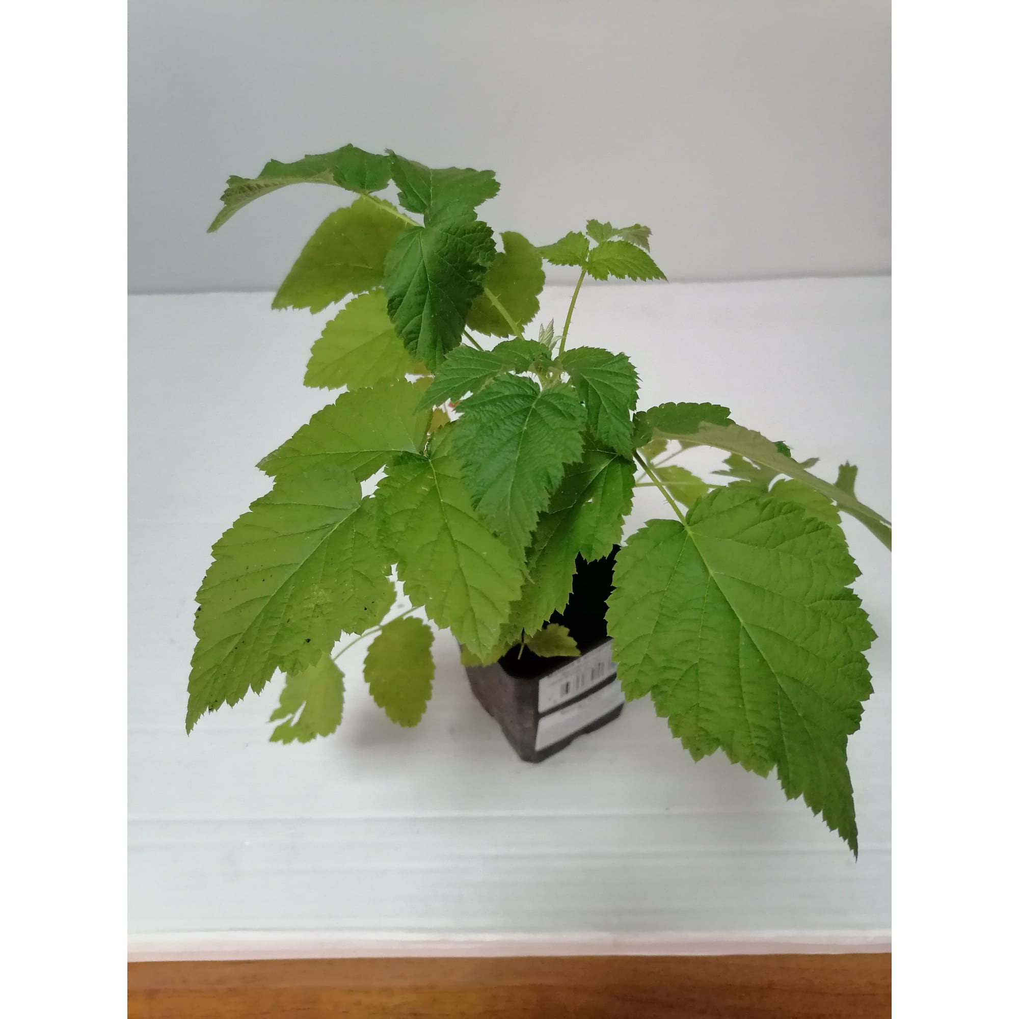 82879788 Малина в ассортименте Р9 Santreyd 